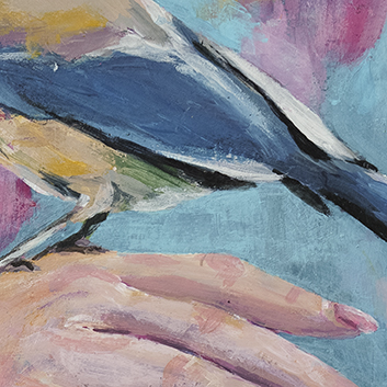 Detail Azure-winged magpie