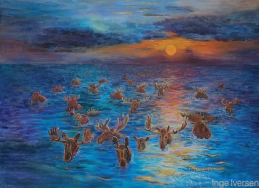 Moose are swimming as if they were reindeer towards Denmark in a colorful sunset.