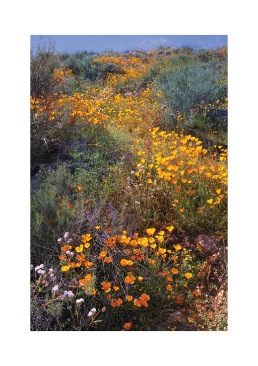 Paul Hardt Diamond Valley Lake Wildflowers On Hillside