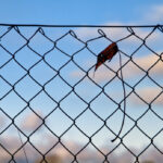 a leaf against the sky, dreaming of the sky