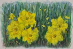 Daffodils